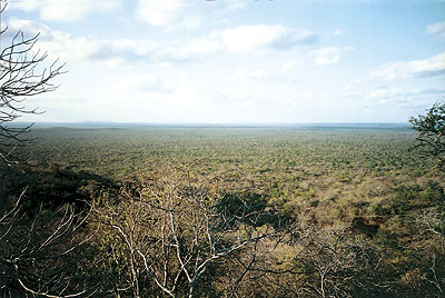 Nuanetsi Ranch in Zimbabwe's Lowveld.