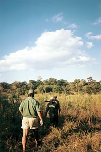 Tracking the eland in typical Lowveld conditions.