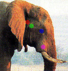 Elephant head profile with dots indicating subsrface features.