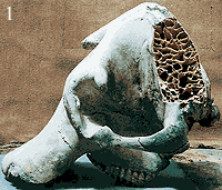 Partial skull cross-section sowing honeycomb structure.
