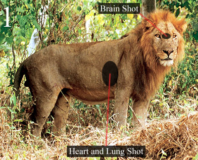Broadside heart/lung and brain shot placement on lion.